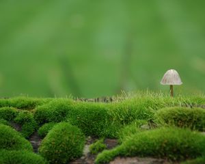 Preview wallpaper mushroom, moss, green, degradation