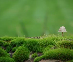 Preview wallpaper mushroom, moss, green, degradation