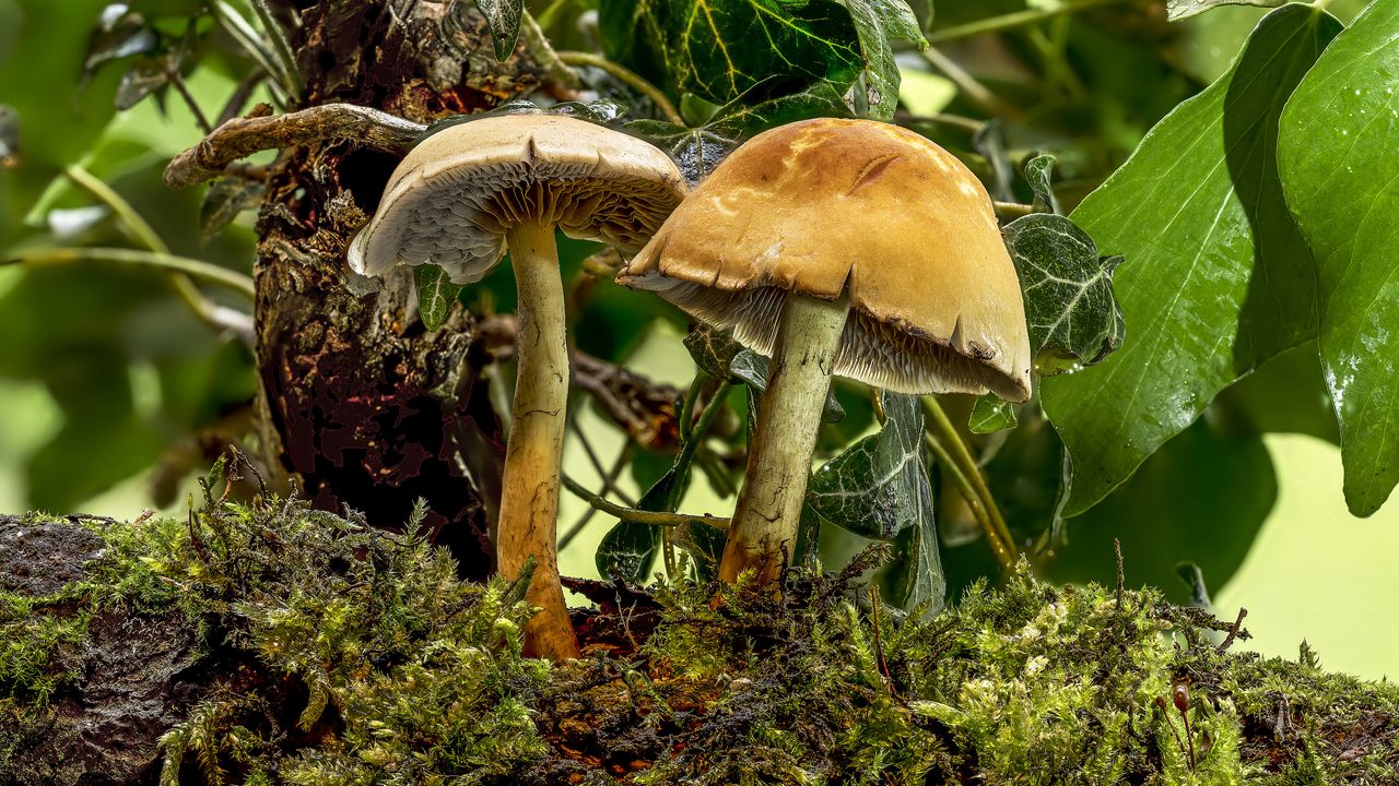 Wallpaper mushroom, moss, leaves, macro