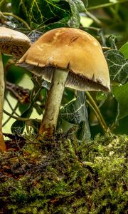Preview wallpaper mushroom, moss, leaves, macro