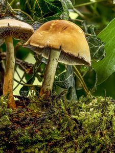 Preview wallpaper mushroom, moss, leaves, macro