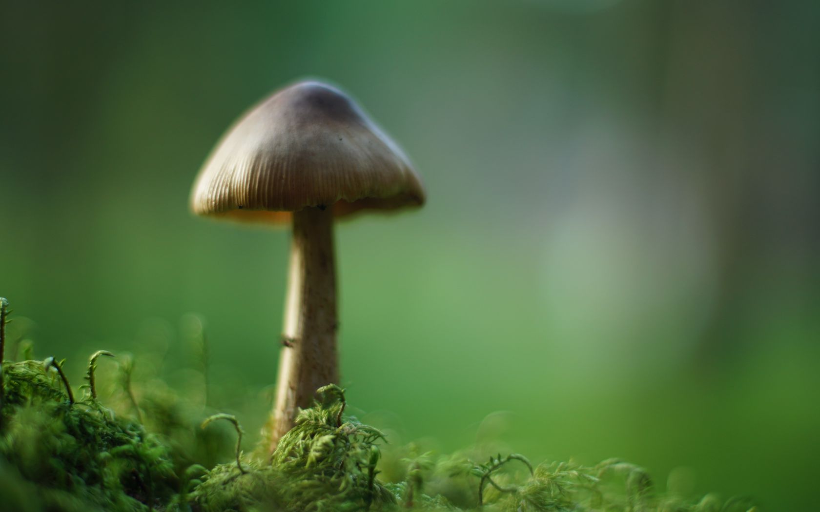 1680x1050 Wallpaper mushroom, moss, macro, blur, green