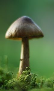 Preview wallpaper mushroom, moss, macro, blur, green