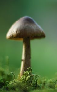 Preview wallpaper mushroom, moss, macro, blur, green