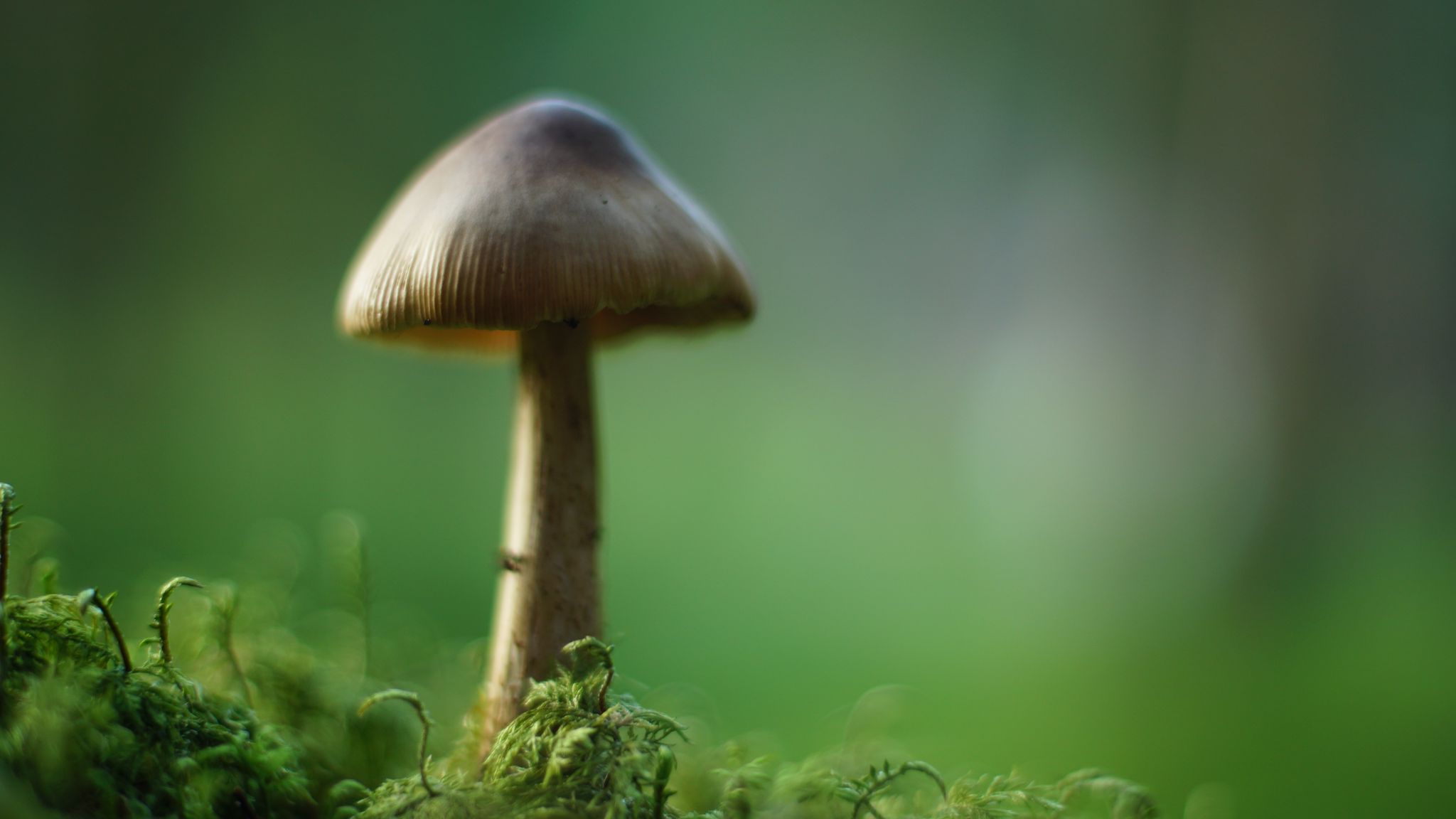 2048x1152 Wallpaper mushroom, moss, macro, blur, green