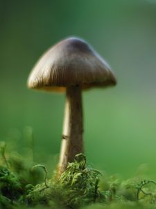 Preview wallpaper mushroom, moss, macro, blur, green