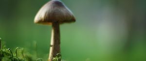 Preview wallpaper mushroom, moss, macro, blur, green