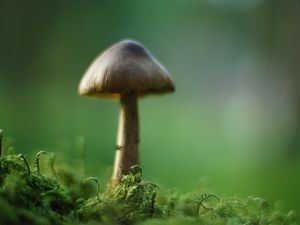 Preview wallpaper mushroom, moss, macro, blur, green