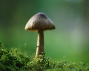 Preview wallpaper mushroom, moss, macro, blur, green