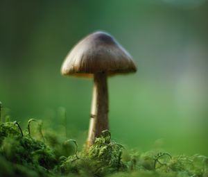 Preview wallpaper mushroom, moss, macro, blur, green