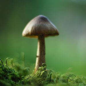 Preview wallpaper mushroom, moss, macro, blur, green