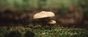 Preview wallpaper mushroom, moss, macro, grass