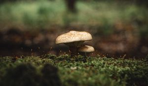 Preview wallpaper mushroom, moss, macro, grass