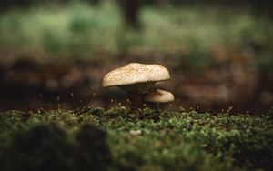 Preview wallpaper mushroom, moss, macro, grass