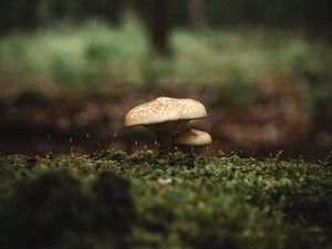 Preview wallpaper mushroom, moss, macro, grass