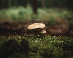 Preview wallpaper mushroom, moss, macro, grass