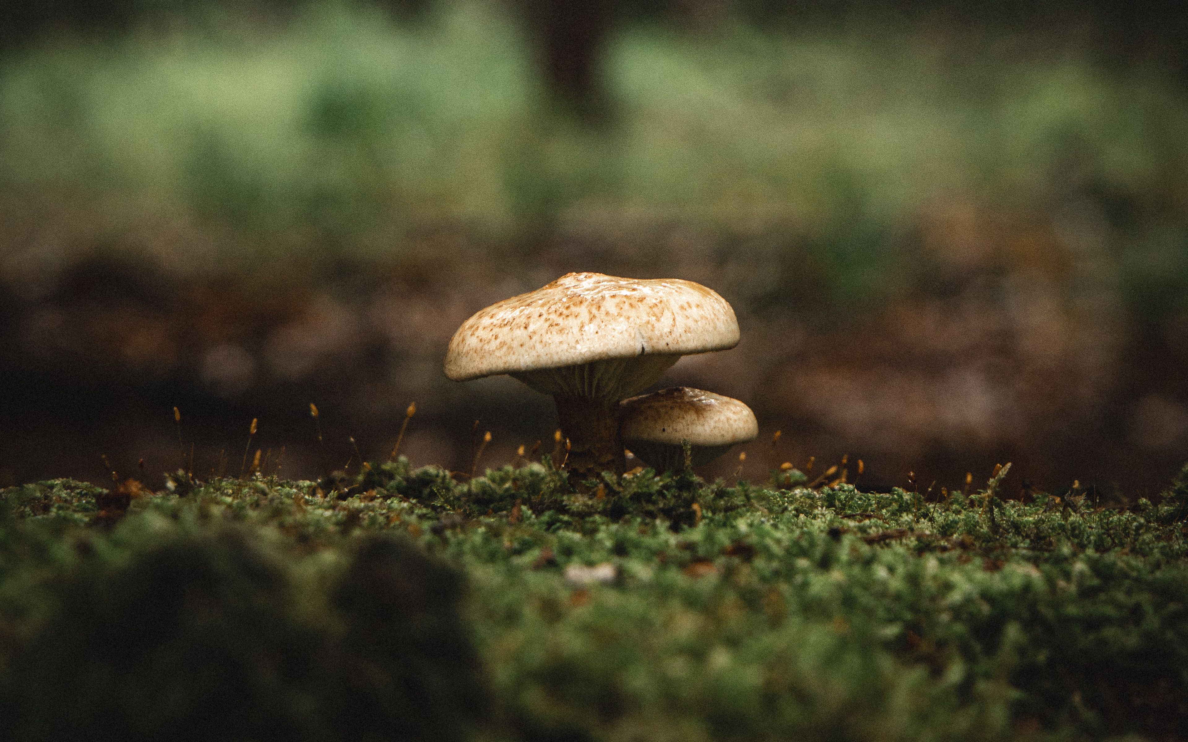 Download wallpaper 3840x2400 mushroom, moss, macro, grass 4k ultra hd ...