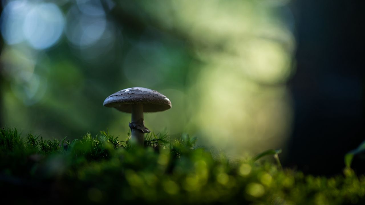 Wallpaper mushroom, moss, macro, blur