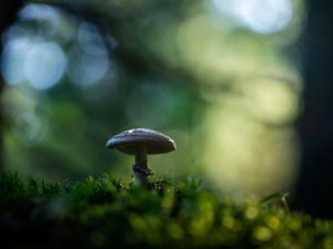 Preview wallpaper mushroom, moss, macro, blur