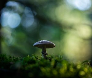 Preview wallpaper mushroom, moss, macro, blur