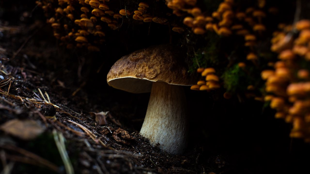 Wallpaper mushroom, mushrooms, ground, moss, macro, nature