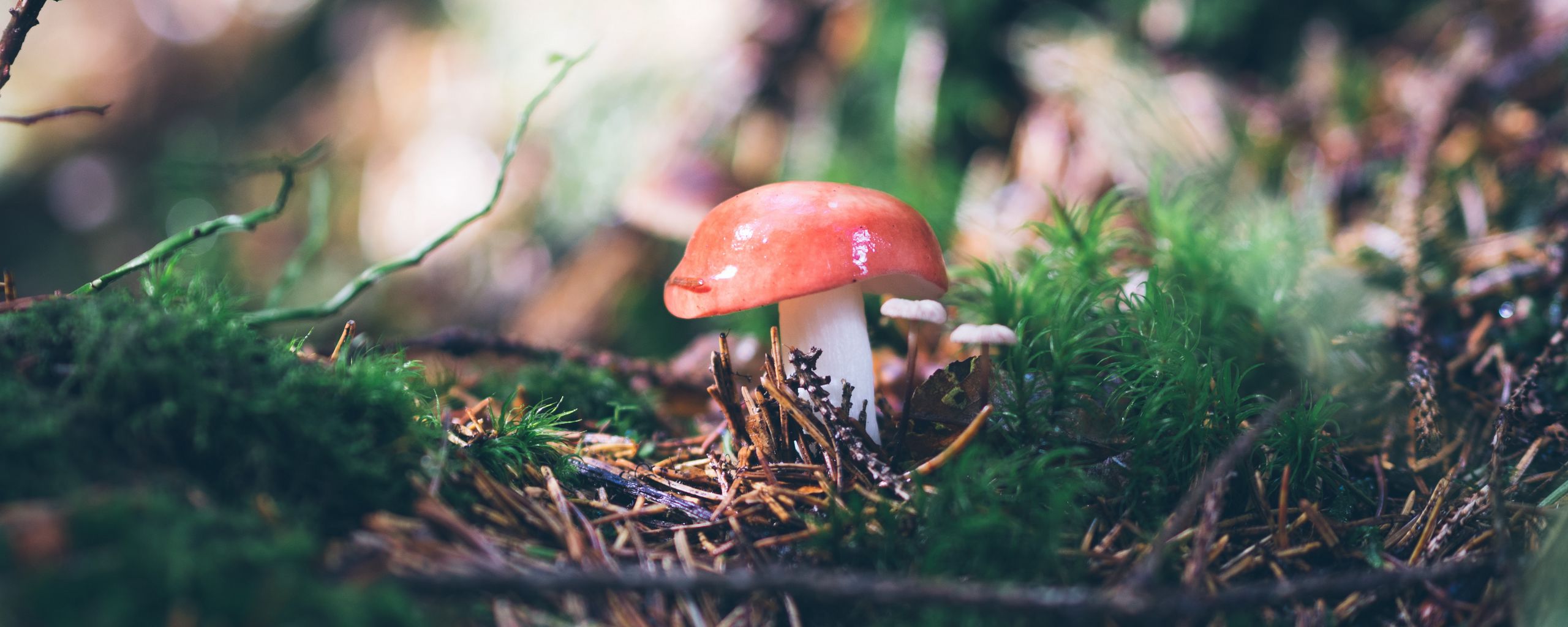 2560x1024 Wallpaper mushroom, mushrooms, needles, branches, grass