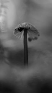 Preview wallpaper mushroom, plants, fog, macro, blur, bw, dark