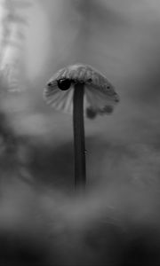 Preview wallpaper mushroom, plants, fog, macro, blur, bw, dark