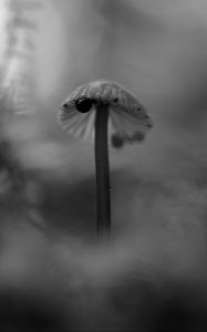 Preview wallpaper mushroom, plants, fog, macro, blur, bw, dark