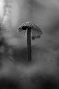 Preview wallpaper mushroom, plants, fog, macro, blur, bw, dark