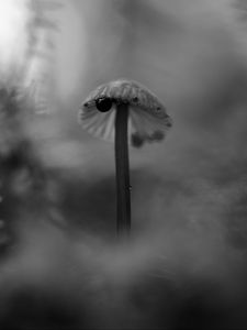 Preview wallpaper mushroom, plants, fog, macro, blur, bw, dark