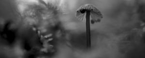 Preview wallpaper mushroom, plants, fog, macro, blur, bw, dark