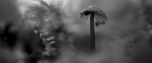 Preview wallpaper mushroom, plants, fog, macro, blur, bw, dark