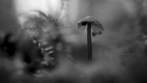 Preview wallpaper mushroom, plants, fog, macro, blur, bw, dark