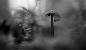 Preview wallpaper mushroom, plants, fog, macro, blur, bw, dark