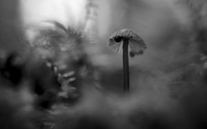Preview wallpaper mushroom, plants, fog, macro, blur, bw, dark