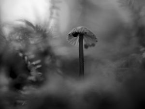 Preview wallpaper mushroom, plants, fog, macro, blur, bw, dark