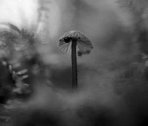 Preview wallpaper mushroom, plants, fog, macro, blur, bw, dark