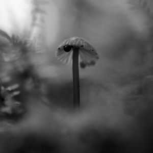 Preview wallpaper mushroom, plants, fog, macro, blur, bw, dark