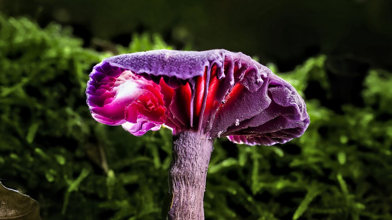 Wallpaper mushroom, purple, leaves, grass, macro