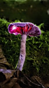 Preview wallpaper mushroom, purple, leaves, grass, macro