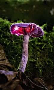 Preview wallpaper mushroom, purple, leaves, grass, macro