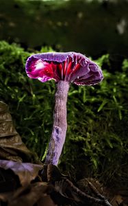 Preview wallpaper mushroom, purple, leaves, grass, macro