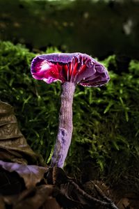 Preview wallpaper mushroom, purple, leaves, grass, macro