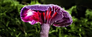 Preview wallpaper mushroom, purple, leaves, grass, macro