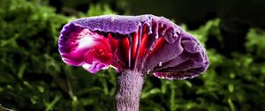 Preview wallpaper mushroom, purple, leaves, grass, macro