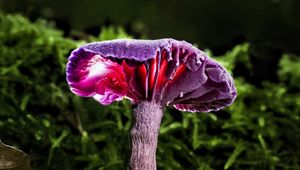 Preview wallpaper mushroom, purple, leaves, grass, macro