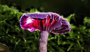 Preview wallpaper mushroom, purple, leaves, grass, macro