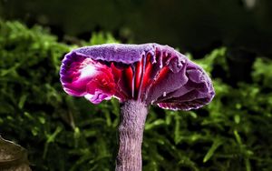 Preview wallpaper mushroom, purple, leaves, grass, macro