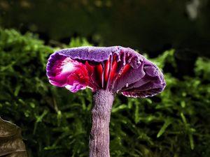 Preview wallpaper mushroom, purple, leaves, grass, macro